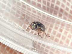 Pachybrachis dubiosus