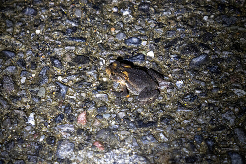 Asiatic Toad