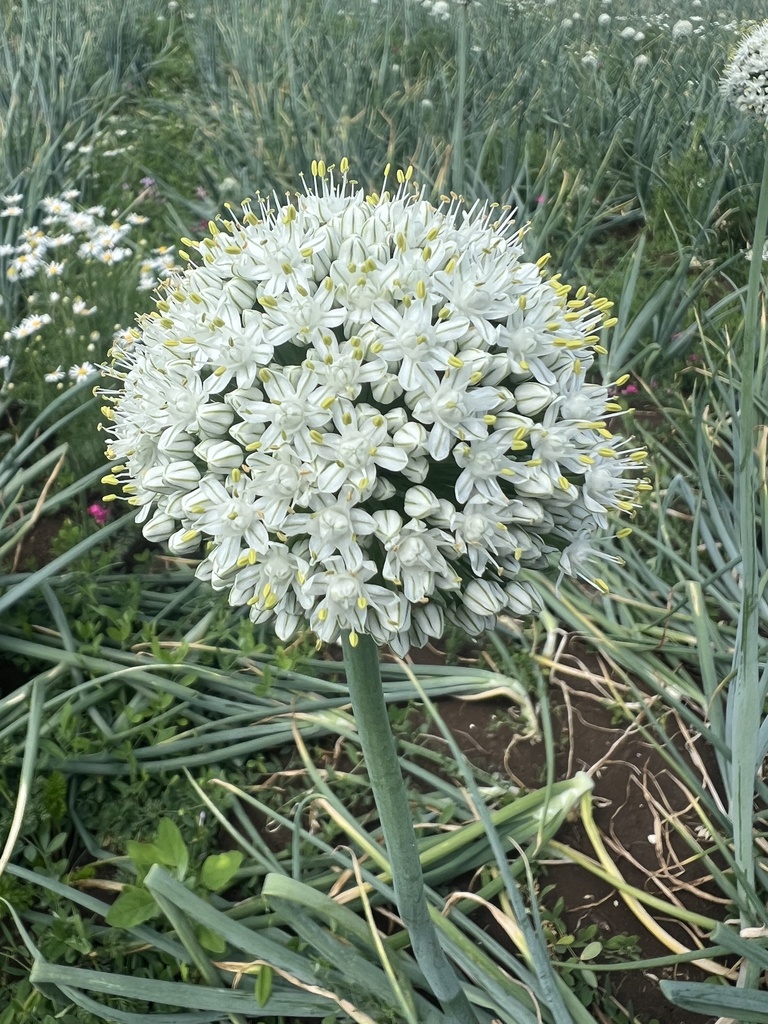 Onion bulbs swelling at the soil surface