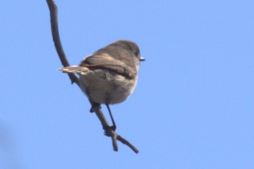 Chestnut-rumped Thornbill (Acanthiza uropygialis), photo 5