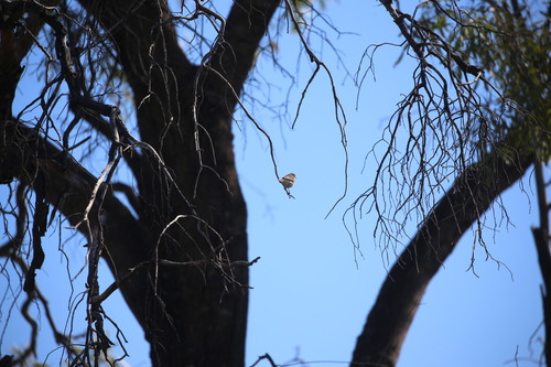 Chestnut-rumped Thornbill (Acanthiza uropygialis), photo 4
