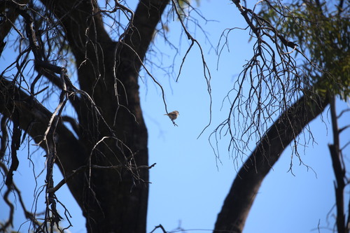 Chestnut-rumped Thornbill (Acanthiza uropygialis), photo 7