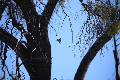 Chestnut-rumped Thornbill (Acanthiza uropygialis), photo 8