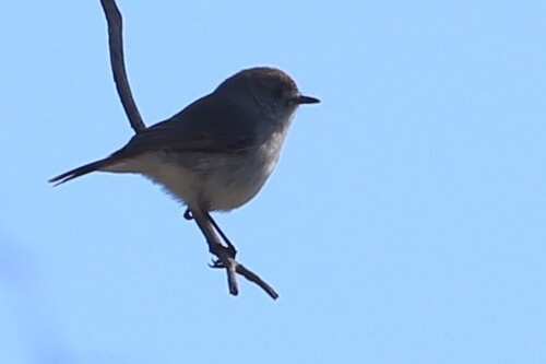 Chestnut-rumped Thornbill (Acanthiza uropygialis)