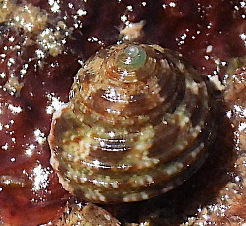 Eurytrochus strangei observed 2026-07-14