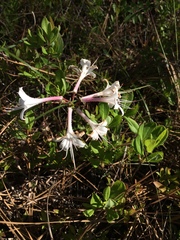 Rhododendron atlanticum