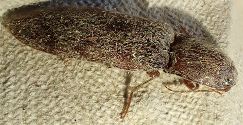 V click beetle, Graafland, Groot-Ammers, South Holland, NL, photo 9 of 10