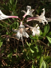 Rhododendron atlanticum