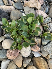 Cochlearia officinalis