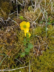 Ranunculus sulphureus, photograph author not stated, no rights reserved