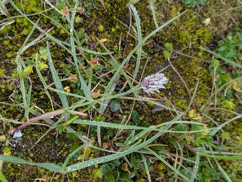 Alpine meadow-foxtail (Alopecurus magellanicus)