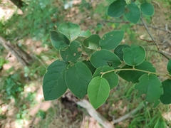 Cotoneaster tomentosus