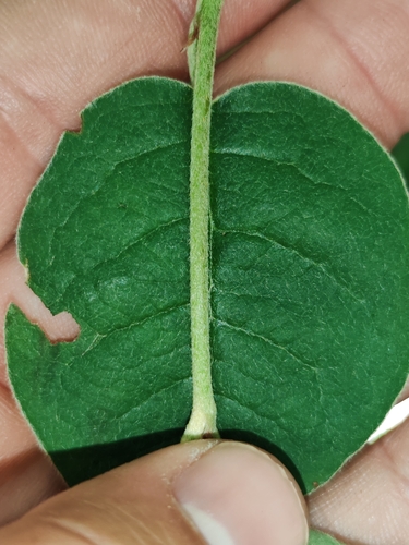 Cotoneaster tomentosus, photograph 1