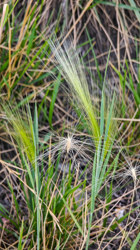 Foxtail Barley