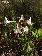 Rhododendron atlanticum