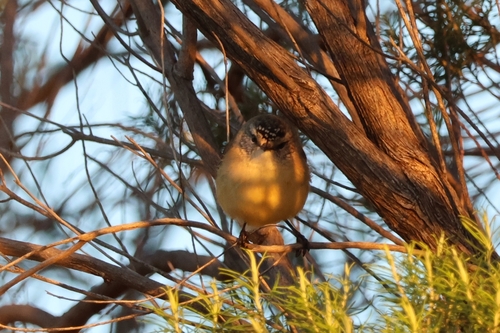 Yellow-rumped Thornbill