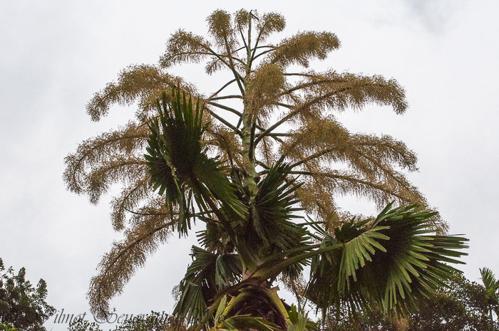 Corypha umbraculifera; photograph author not stated, no rights reserved