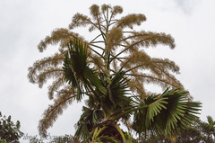 Corypha umbraculifera