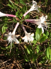 Rhododendron atlanticum