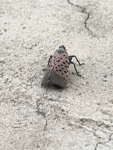 Spotted Lanternfly