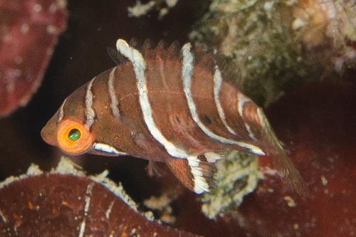 Wetmorella albofasciata observed 2014-11-04