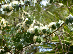 Eucalyptus pulverulenta
