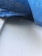 Pholcus phalangioides