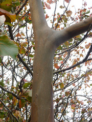 Eucalyptus pulverulenta