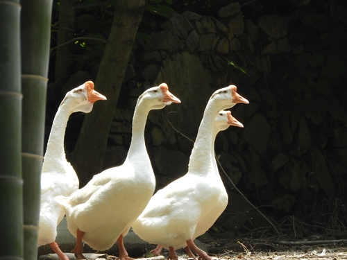 Domestic Swan Goose
