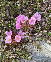 Androsace halleri, photograph Lídia Carrera, CC BY, iNaturalist via GBIF