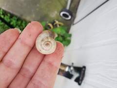 Praticolella berlandieriana