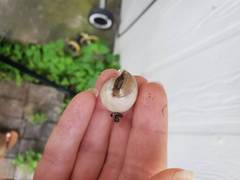 Praticolella berlandieriana