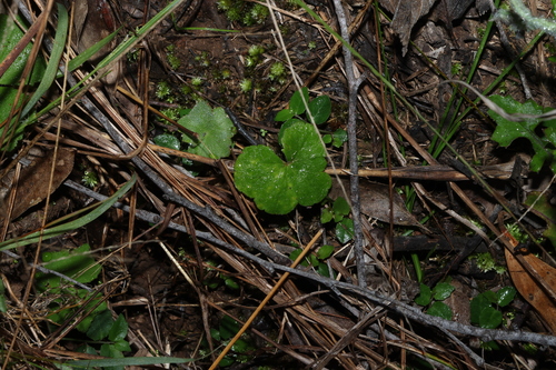 Hydrocotyle hirta, photograph 1