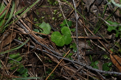 Hydrocotyle hirta, photograph (c) Greg Tasney, some rights reserved (CC BY-SA)