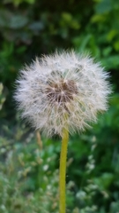 Taraxacum officinale