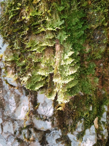 Alleniella besseri, 2026-07-15