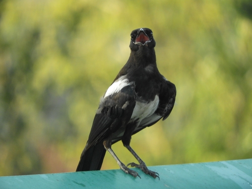 Oriental Magpie