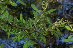 Bursaria incana