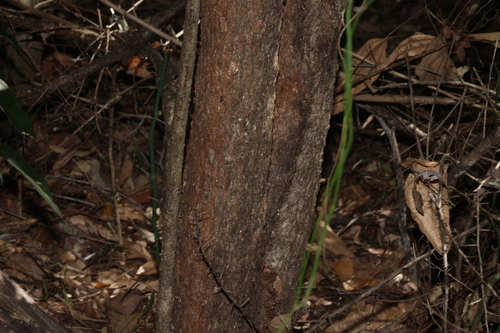Bursaria incana, photograph 1