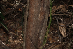 Bursaria incana, photograph (c) Greg Tasney, some rights reserved (CC BY-SA)