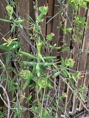 Lonicera sempervirens