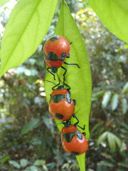 Catacanthini