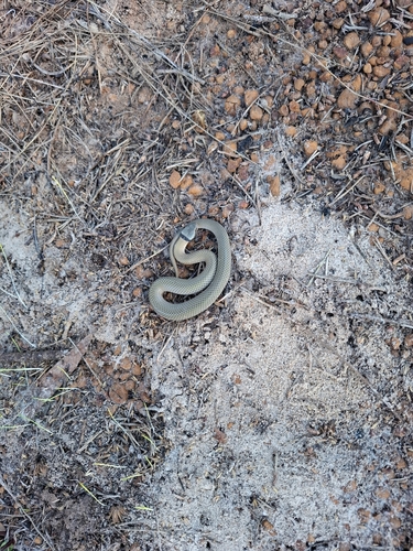 Crowned Snake