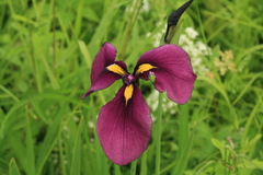 Iris ensata