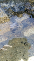 Pleurobranchaea maculata