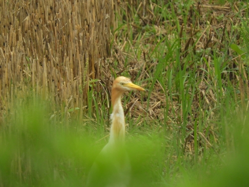 Eastern Cattle-Egret