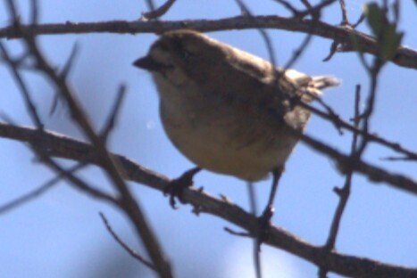 Southern Whiteface (Aphelocephala leucopsis), photo 6