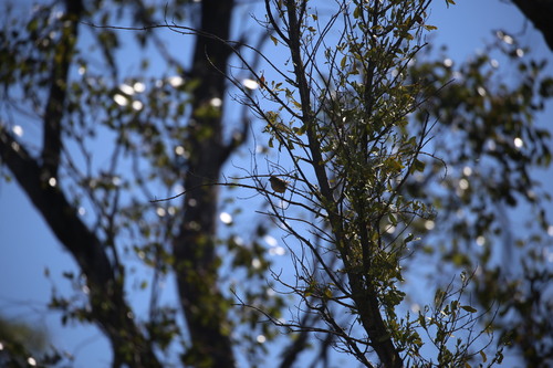Southern Whiteface (Aphelocephala leucopsis), photo 7