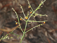 Teucrium junceum