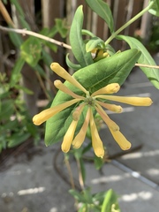 Lonicera sempervirens